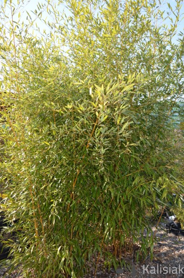 Phyllostachys aureosulcata f. aureocaulis (Bambus Filostachys)  - C3