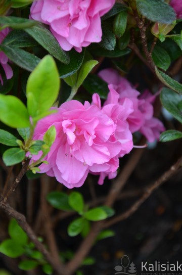Rhododendron japanese azalea 'Marinja' (Azalia japońska)  - C4