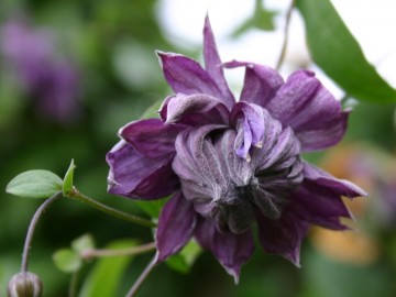 Clematis 'Mary Rose'