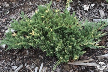 Juniperus chinensis 'Expansa Variegata'