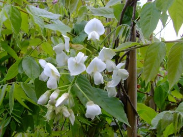 Wisteria brachybotrys 'White Silk' (Glicynia jaśminowa)  - C2
