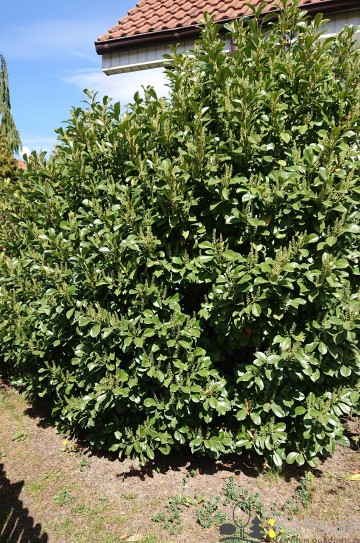 Prunus laurocerasus ETNA 'Anbri' (Laurowiśnia wschodnia)  - C5