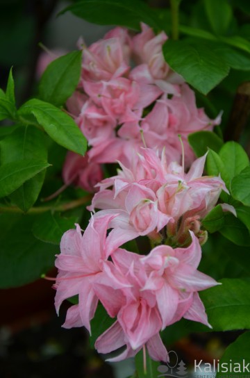 Rhododendron 'Homebush' (Azalia wielkokwiatowa)  - C3