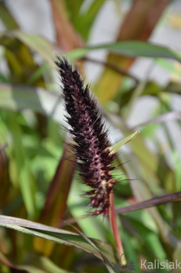 Pennisetum glaucum 'Purple Majesty' (Rozplenica perłowa)  - C2