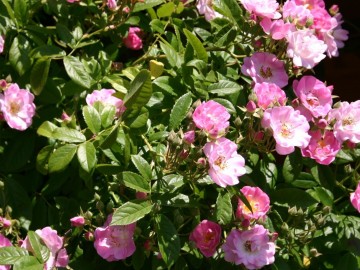 Rosa 'Apple Blossom'
