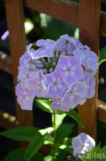 Phlox paniculata 'Sweet Summer Compact Lilac with Eye' (Floks wiechowaty)  - C2
