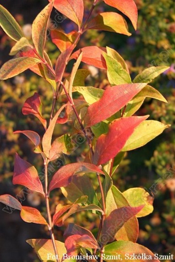 Abelia mosanensis