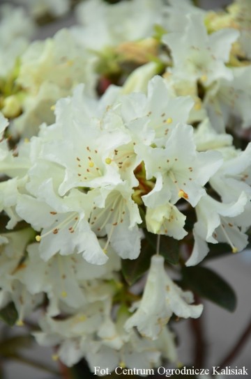 Rhododendron 'Cream Crest'