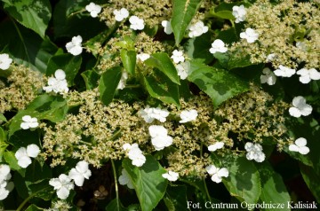 Hydrangea anomala Subsp. Petiolaris (Hortensja pnąca)  - C5
