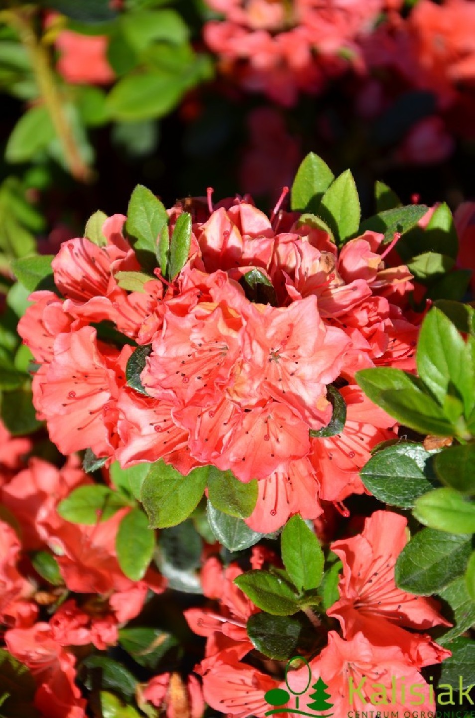 Rhododendron japanese azalea 'Geisha Orange'