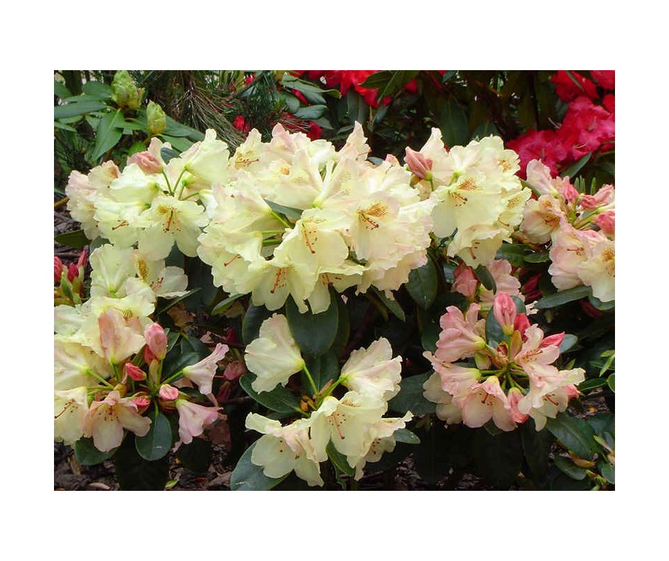 Rhododendron 'Lachsgold'