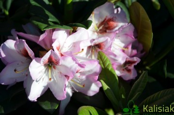 Rhododendron 'Cassata'