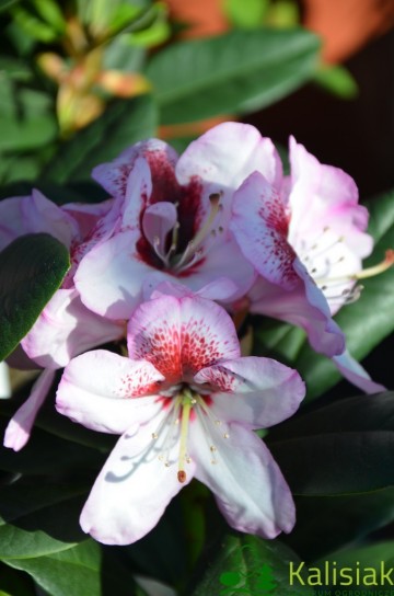 Rhododendron 'Cassata'