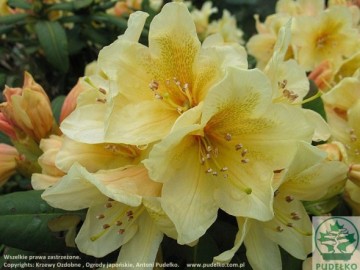Rhododendron 'Bernstein'