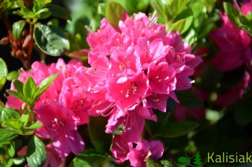 Rhododendron japanese azalea 'Kermesina' (Azalia japońska)  - C2