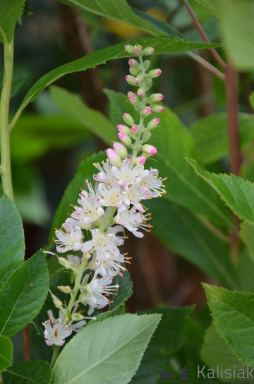 Clethra alnifolia 'Pink Spire' (Orszelina olcholistna)  - C2