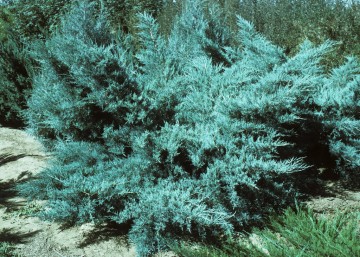 Juniperus x pfitzeriana 'Pfitzeriana Compacta' (Jałowiec Pfitzera)  - C2