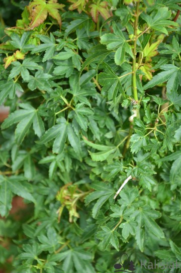 Acer palmatum 'Koto maru' (Klon palmowy)  - C5 bonsai