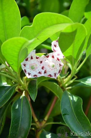 Kalmia latifolia 'Moyland' (Kalmia szerokolistna)  - C4