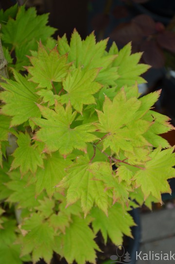 Acer shirasawanum 'Aureum' (Klon Shirasawy)  - C5 bonsai
