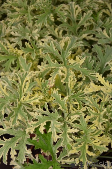 Pelargonium graveolens 'Lady Diana' (Pelargonia pachnąca)  - C1