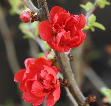 Chaenomeles japonica 'Red Joy'