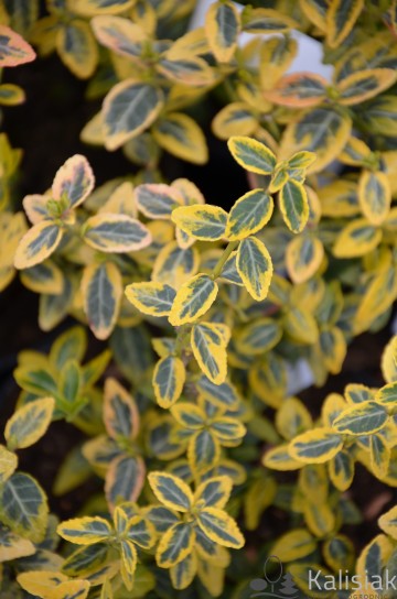 Euonymus fortunei 'Emerald 'N' Gold' (Trzmielina Fortune'a)  - C7.5