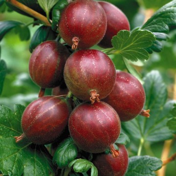 Ribes uva-crispa 'Hinnonmaki Rot' (Agrest)  - C3