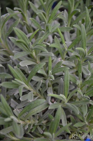 Lavandula angustifolia 'Vera' (Lawenda wąskolistna)  - C1,5