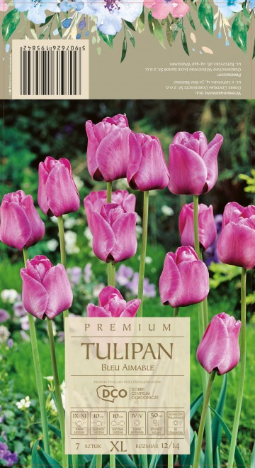 TULIPA BLUE AIMABLE 7 szt. DCO (Tulipan) 