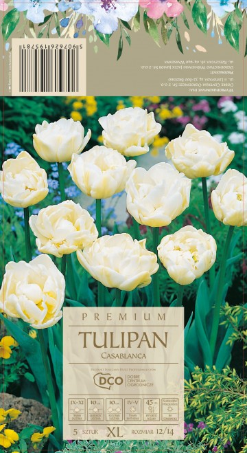 TULIPA CASABLANCA 5 szt. DCO (Tulipan) 