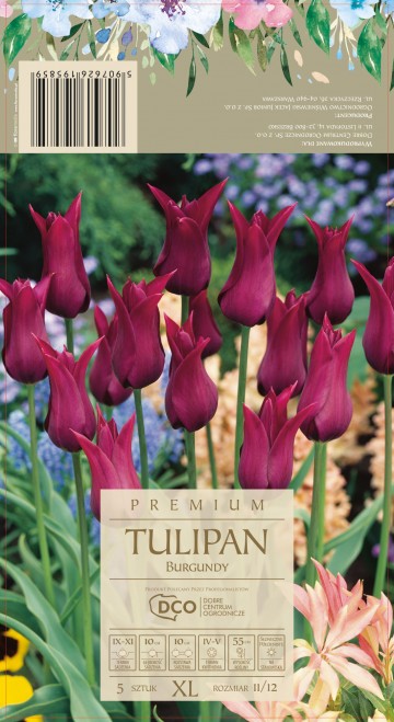 TULIPA BURGUNDY 5 szt. DCO (Tulipan) 