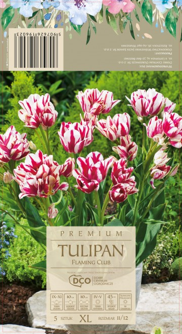 TULIPA FLAMING CLUB 5 szt. DCO (Tulipan) 