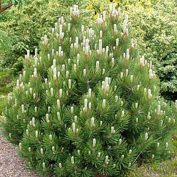Pinus mugo var. mughus (Sosna kosodrzewina var. mughus)  - C3