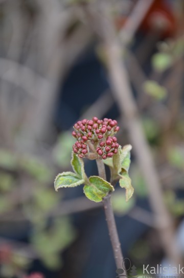 Viburnum carlesii 'Juddii' (Kalina koreańska)  - C2