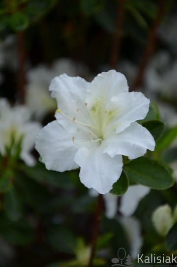 Rhododendron japanese azalea 'Schneezwerg' (Azalia japońska)  - C2