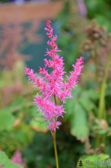 Astilbe chinensis 'To Have and To Hold' (Tawułka chińska)  - P13