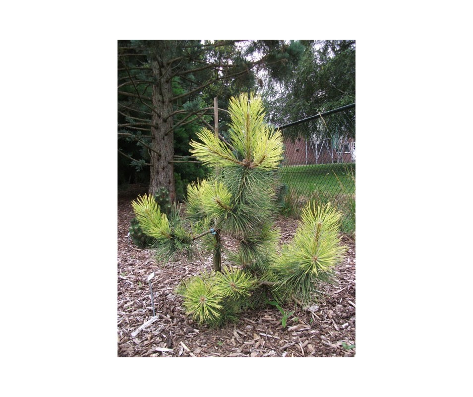 Pinus Nigra 'Aurea'