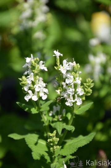 Salvia nemorosa 'Sensation Medium White' (Szałwia omszona)  - C2