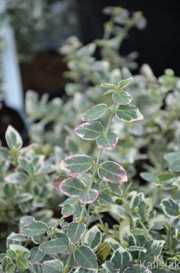 Euonymus fortunei 'Emerald Gaiety' (Trzmielina Fortune'a)  - P13