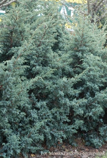 Juniperus chinensis 'Blaauw'
