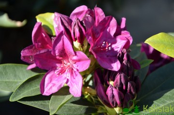 Rhododendron 'Polarnacht' (Różanecznik)  - C7,5