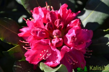 Rhododendron 'Nova Zembla' (Różanecznik)  - C4