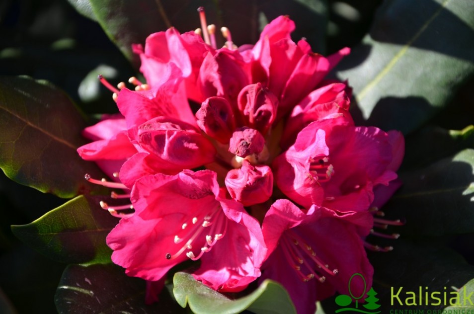 Rhododendron 'Nova Zembla' (Różanecznik)  - C5