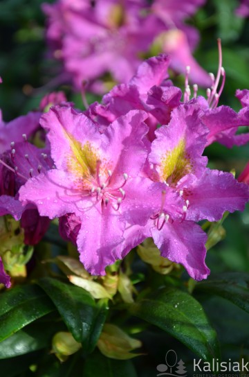 Rhododendron 'Libretto' (Różanecznik)  - C4
