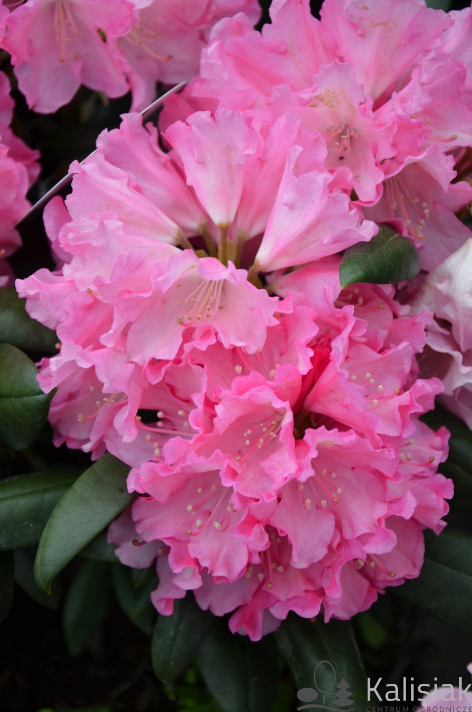Rhododendron 'Kalinka' (Różanecznik)  - C7,5