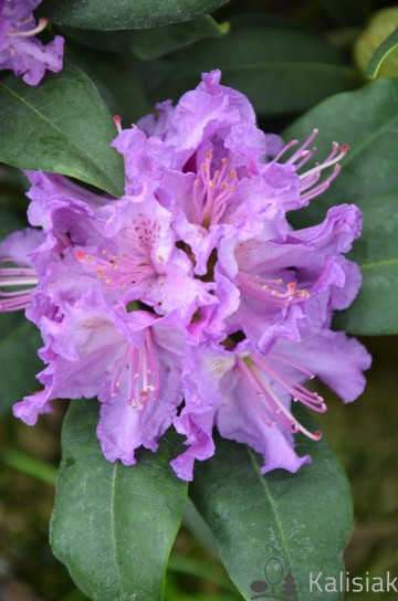 Rhododendron 'Alfred' (Różanecznik)  - C7,5