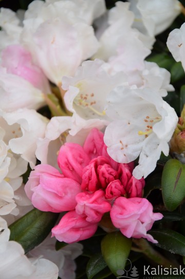 Rhododendron 'Koichiro Wada' (Różanecznik)  - C4