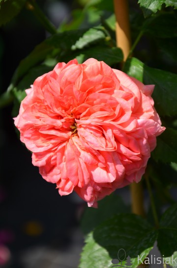 Rosa 'Marry Ann' (Róża wielkokwiatowa)  - C5