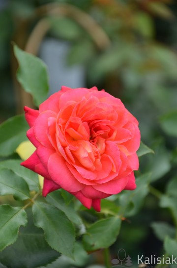 Rosa 'Midsummer' (Róża nostalgiczna)  - C5